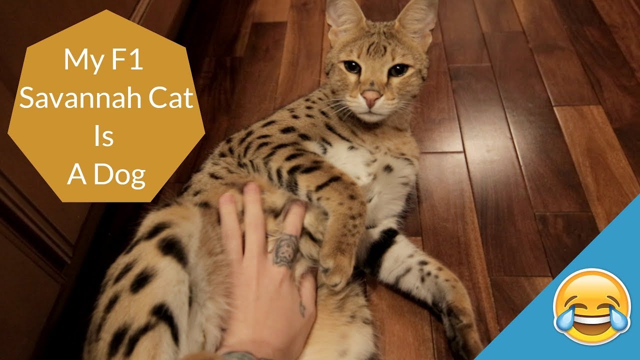 MY CAT IS A DOG | Funny Vlog